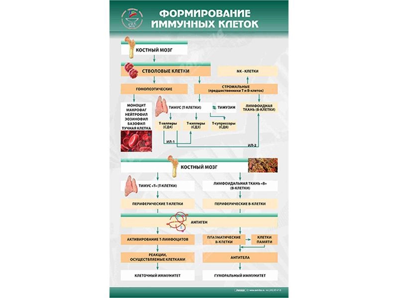 Стенд "Формирование иммунных клеток"
