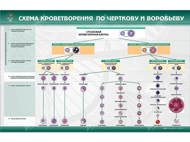 Стенд "Схема кроветворения по Черткову и Воробьеву"