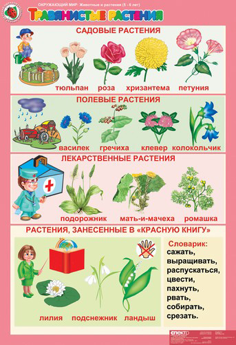 Комплект таблиц. Окружающий мир 5-6 лет. "Животные и растения".