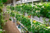 Гидропонная установка VeFarm SB*